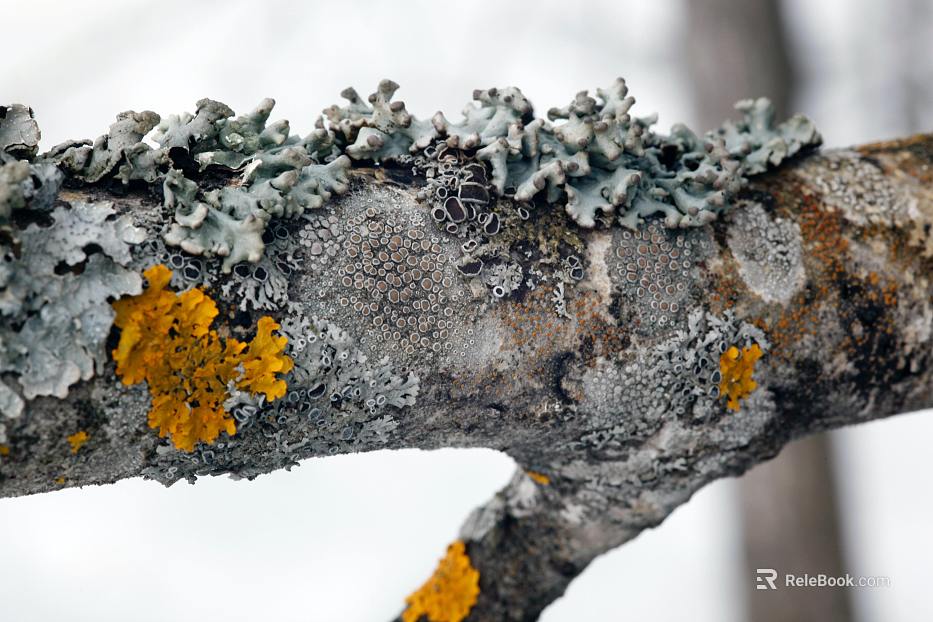 Branch texture