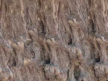 bark texture (ID:ffacg33352)