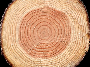annual rings texture (ID:ffaag70850)