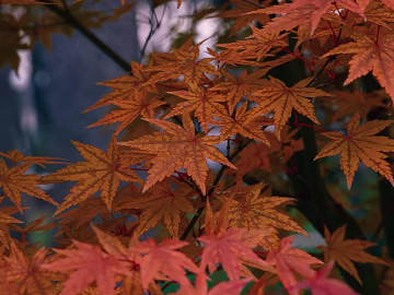 leaves texture (ID:ffagg35323)