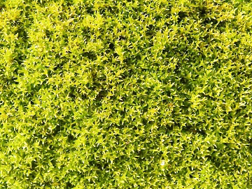 Plants texture (ID:ffaff4603)