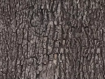 bark texture (ID:ffajg16938)