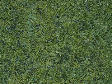 Turf texture (ID:ffacg46219)