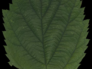 leaves texture (ID:ffacg94198)