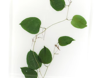 leaves texture (ID:ffagg94587)