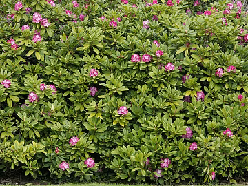 Plants texture (ID:ffaeg65234)