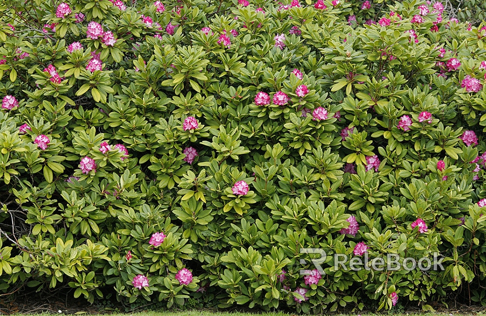 A vibrant display of lush green foliage with intricate, heart-shaped leaves arranged in a dense cluster, showcasing the natural beauty and vitality of tropical plants.