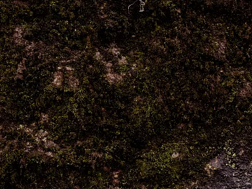 moss texture (ID:ffaeg67665)