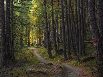 Nature Forest Path texture (ID:ffajh302633)