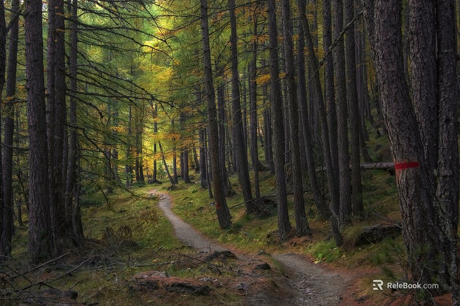 Nature Forest Path texture
