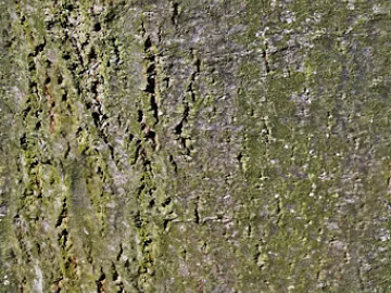 bark texture (ID:ffajg93389)