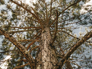 Tree texture (ID:ffagg99643)