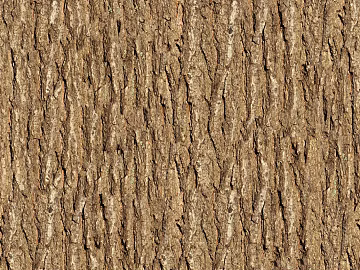 bark 3d model