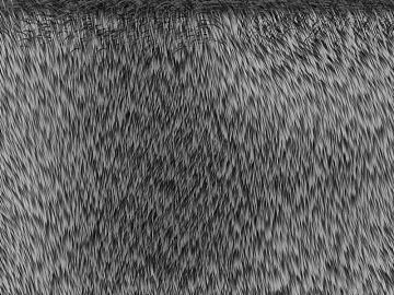 animal skin texture (ID:ffaaf2485)