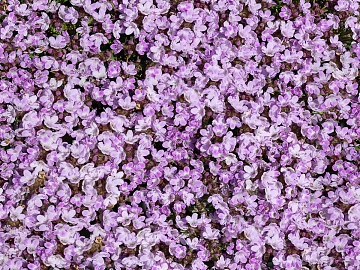 shrub flowers bushes texture (ID:ffaeh100117)