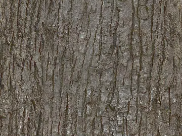 bark texture (ID:ffadg06256)
