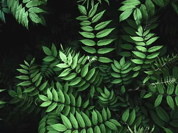 Plants texture (ID:ffajg43492)