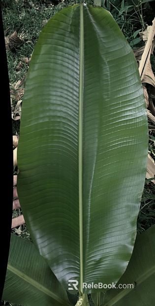 leaves texture