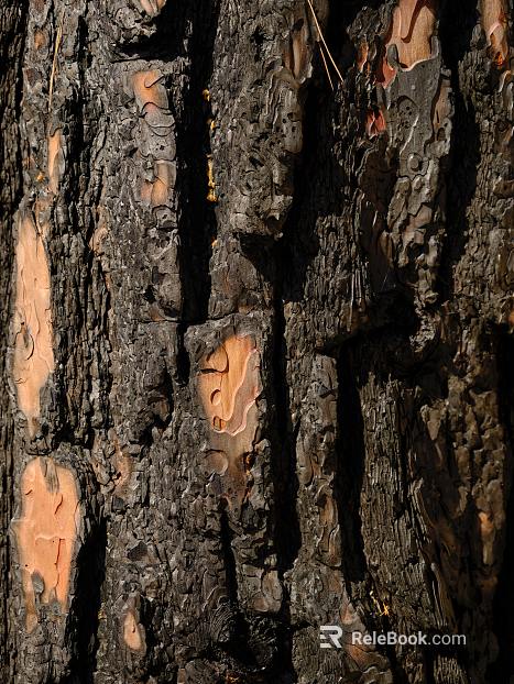 bark texture