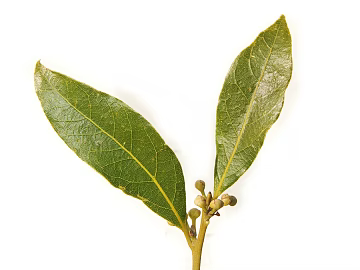 Plants texture (ID:ffacg87210)