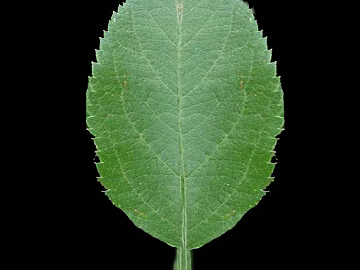 leaves texture (ID:ffajg89809)