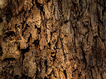 bark texture (ID:ffaeg72247)