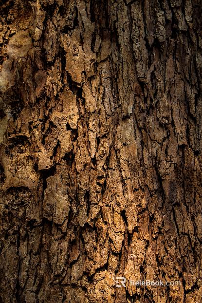 bark texture