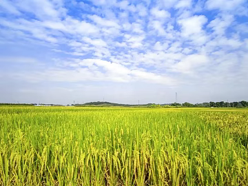 Wild Scenery texture (ID:ffaeg16141)