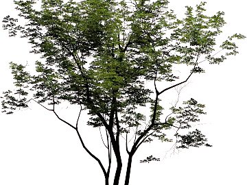 Plants texture (ID:ffabg70447)