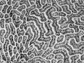Black and White Bump texture (ID:ffajg33456)