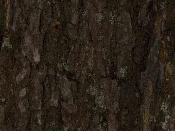 bark texture (ID:ffagg85907)