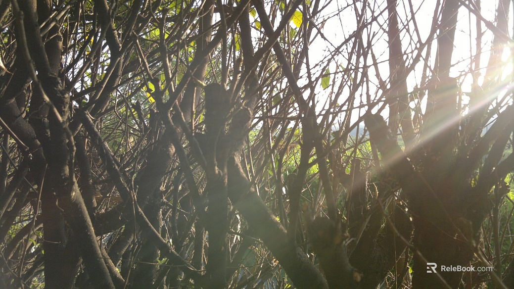 Plants texture