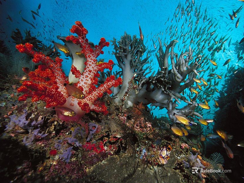 Fish tank texture