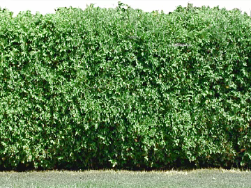 Plants texture (ID:ffagg47647)