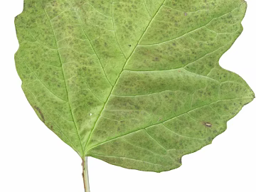 leaves texture (ID:ffaag26596)