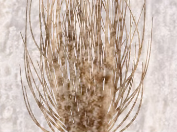 Plant painting texture (ID:ffacg63674)