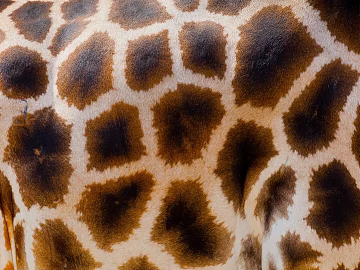 Animal Blanket texture (ID:ffabg98250)