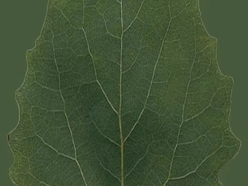 Green leaves natural decoration material texture (ID:ffaeh423132)