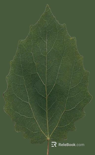 Green leaves natural decoration material texture