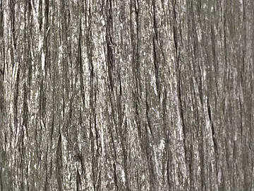 bark 3d model