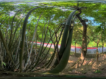 Bamboo forest during the day texture (ID:ffach469913)