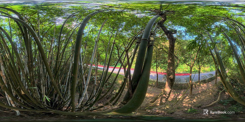 Bamboo forest during the day texture