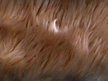Coarse carpet texture (ID:ffadf8872)