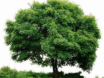 Green broad-leaved tree outdoor landscape texture (ID:ffaeh672594)
