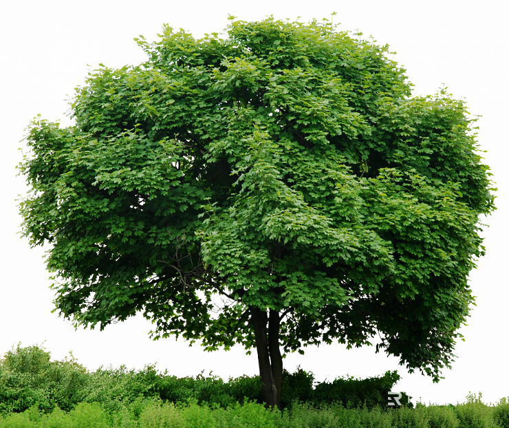 Green broad-leaved tree outdoor landscape texture