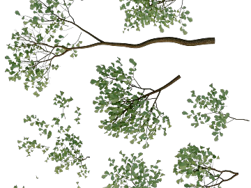 leaves texture (ID:ffacg50457)