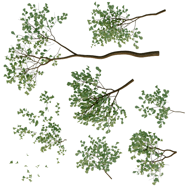 leaves texture