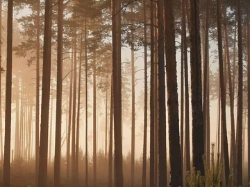 Warm Morning Fog Pine Forest Natural Exterior 3d model