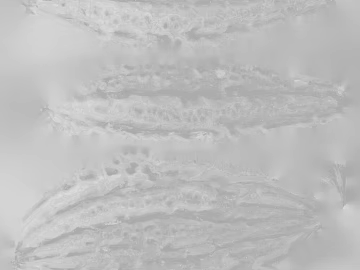 Light gray black and white bump texture (ID:ffaeh621032)