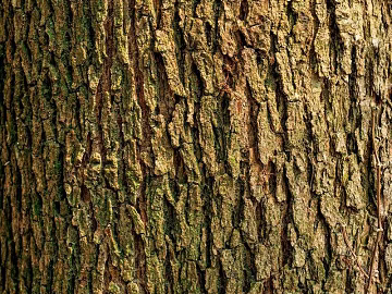 bark texture (ID:ffaeg20574)